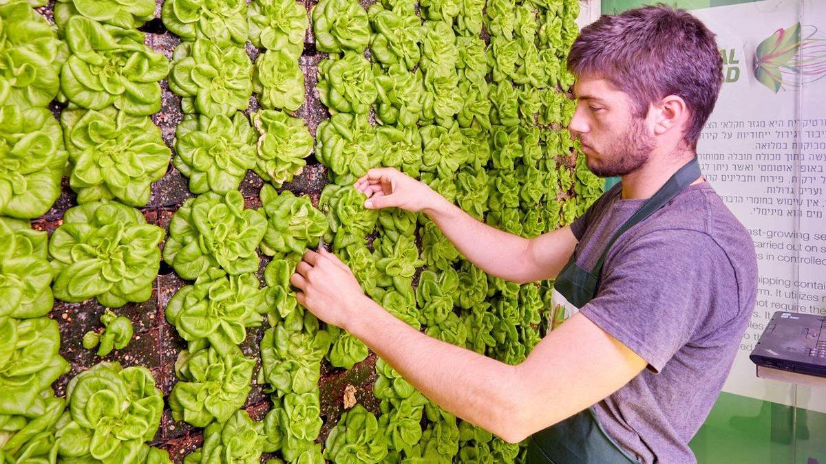 В українських супермаркетах з'являться вертикальні ферми: де саме В українських супермаркетах з'являться вертикальні ферми: де саме