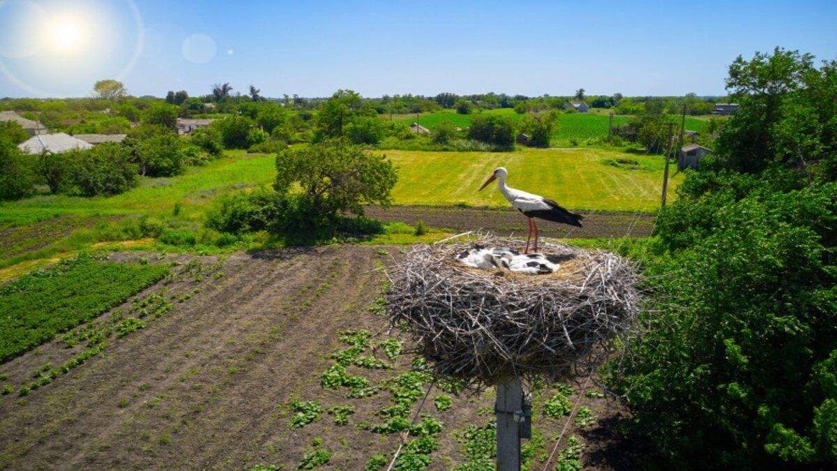 ДТЕК Мережі допоміг зберегти 1200 білих лелек в Україні за минулий рік ДТЕК Мережі допоміг зберегти 1200 білих лелек в Україні за минулий рік