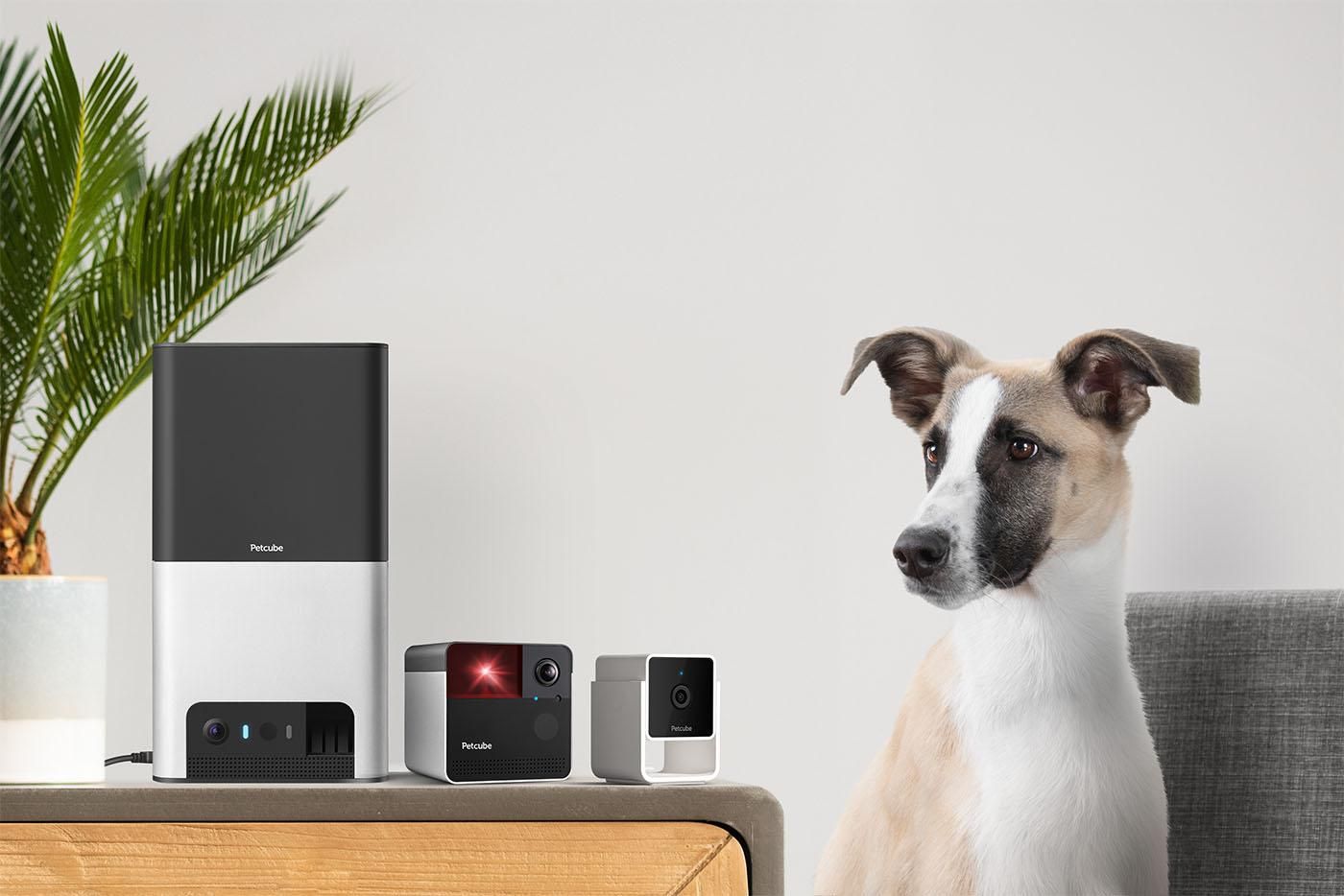 Petcube Cam Petcube Cam