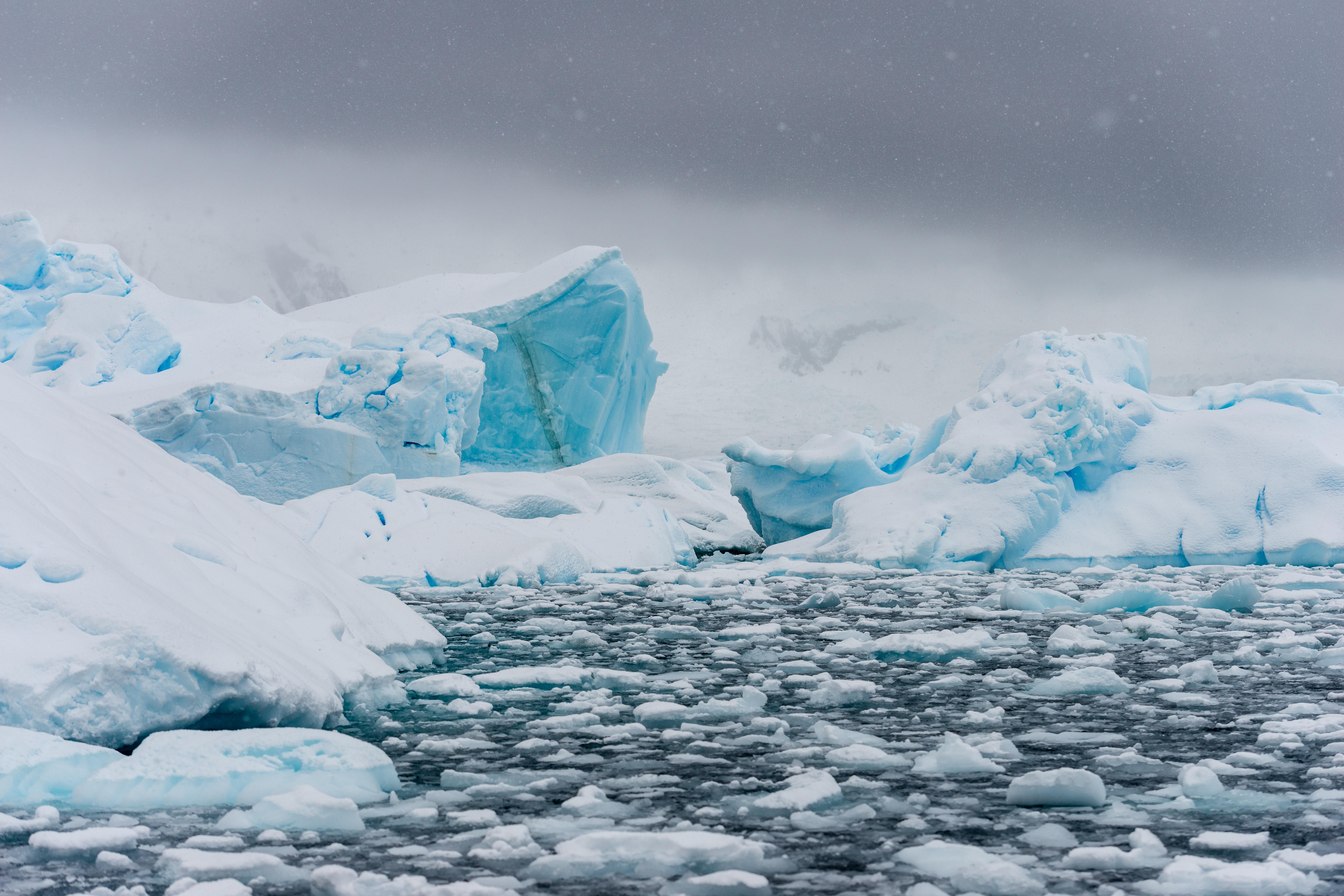 Зелена Антарктика без люду: відео, коли це станеться