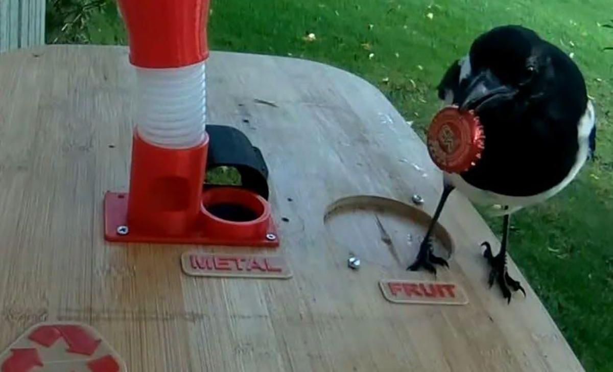 Швед создал разумную кормушку: птицы меняют мусор на еду – видео Швед создал разумную кормушку: птицы меняют мусор на еду – видео