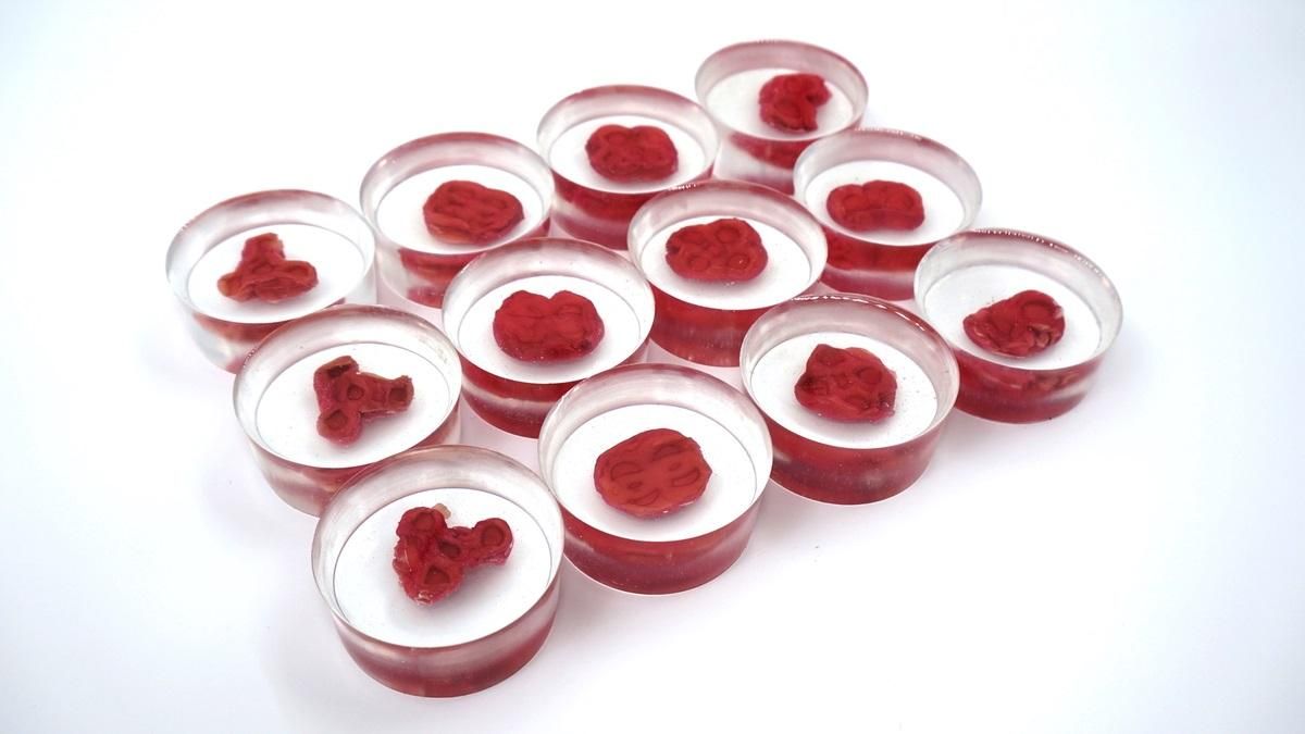 Проєкт Ouroboros Steak Проєкт Ouroboros Steak