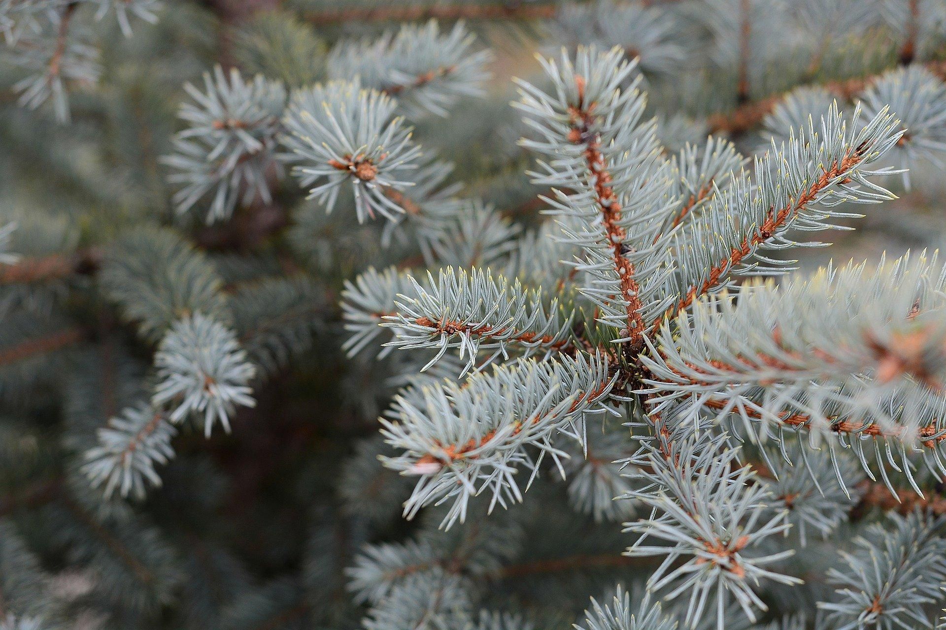 В стиле LOFT: закарпатская семья создала экологическую елку – фото В стиле LOFT: закарпатская семья создала экологическую елку – фото