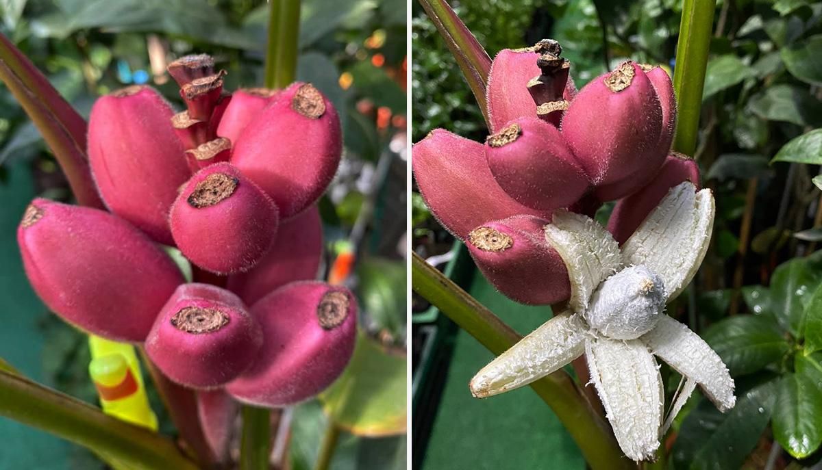 Украинка выращивает экзотические розовые бананы: фото, что известно