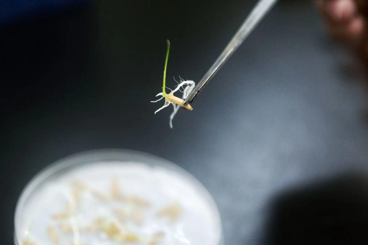 У Китаї проросло насіння рису, яке побувало на Місяці