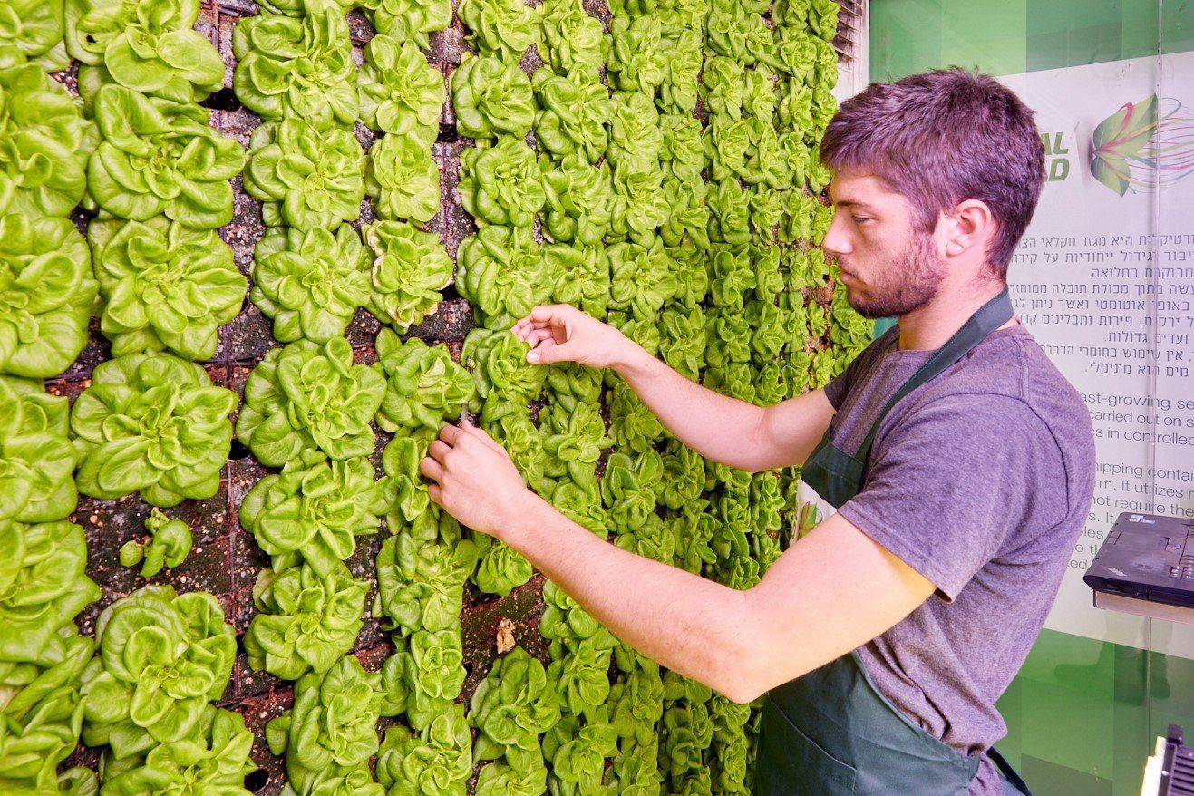 В украинских супермаркетах появятся вертикальные фермы: где именно В украинских супермаркетах появятся вертикальные фермы: где именно