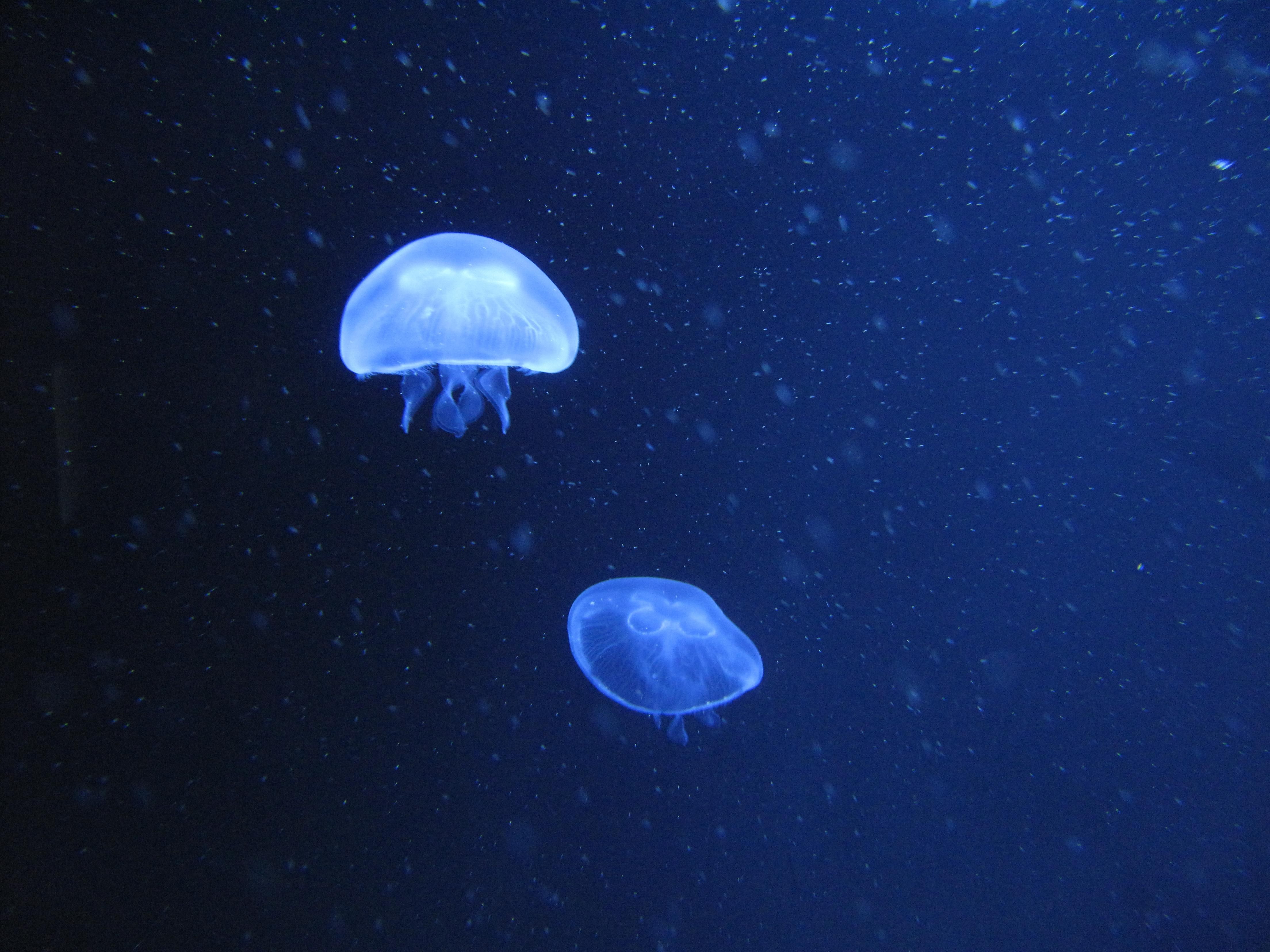 Роботи-медузи допомагатимуть археологам вивчати затонулі кораблі