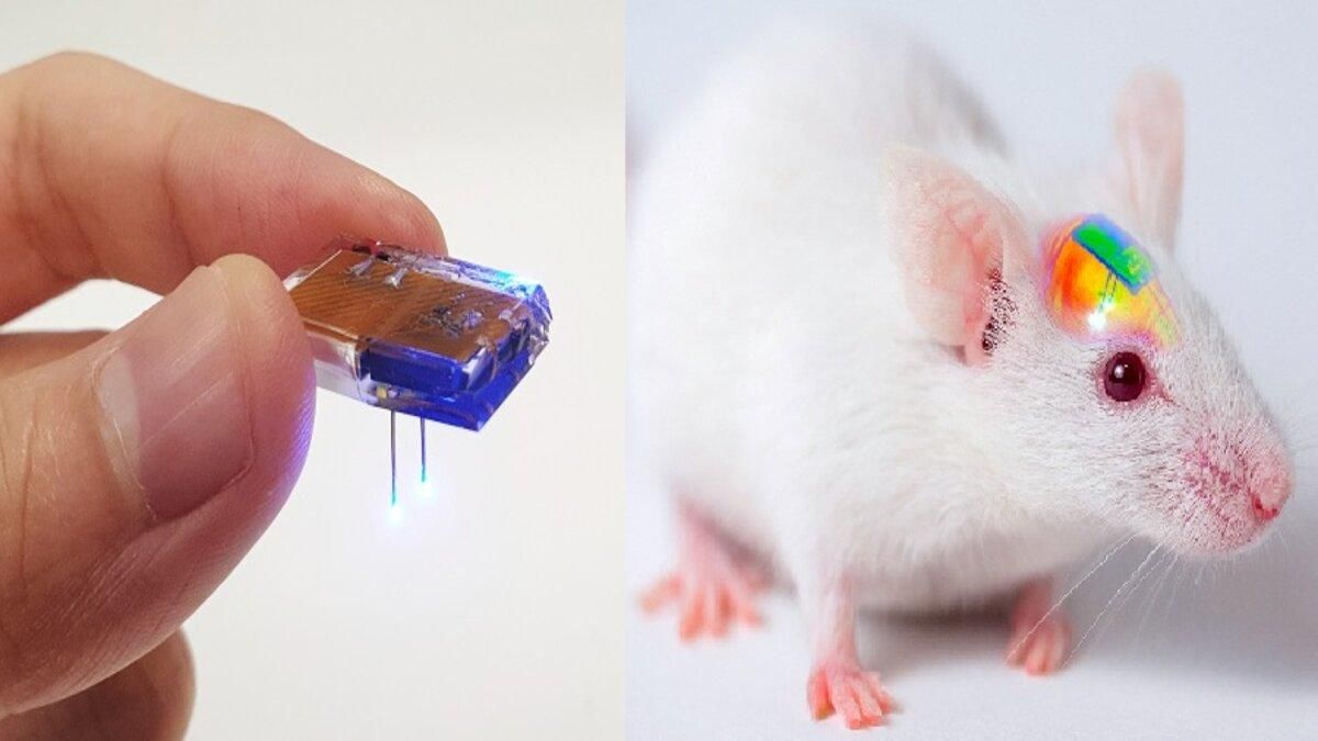 Корейские ученые руководили крысой через приложение в смартфоне
