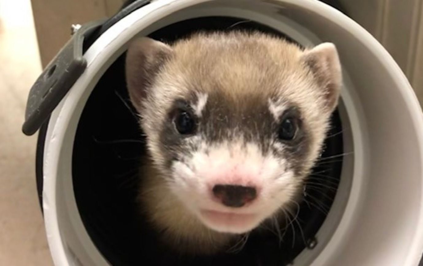 В США клонировали животное, которое считали вымершим: фото, видео В США клонировали животное, которое считали вымершим: фото, видео