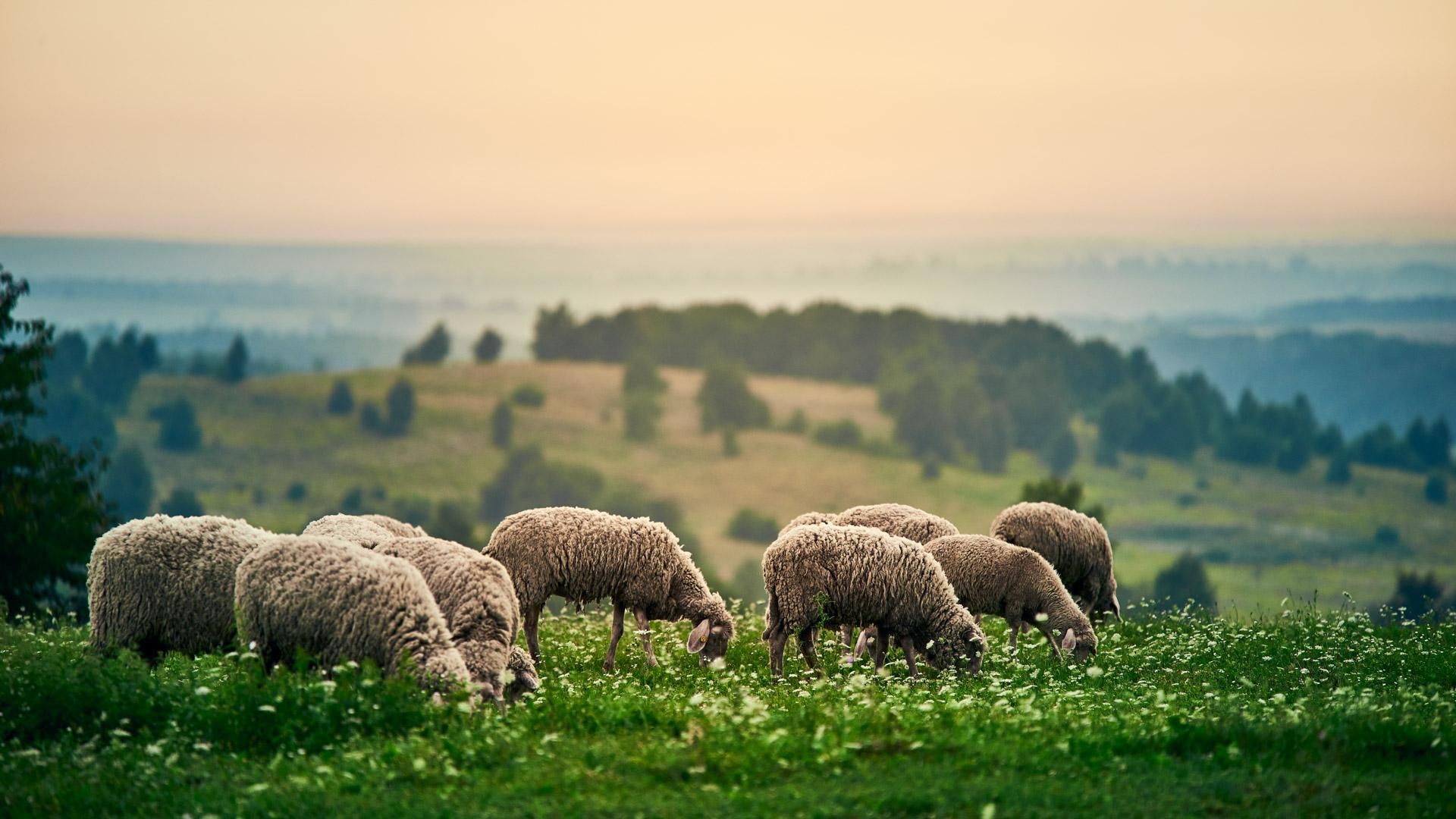 Подружжя покинуло бізнес у Луцьку, аби створити овечу ферму: відео
