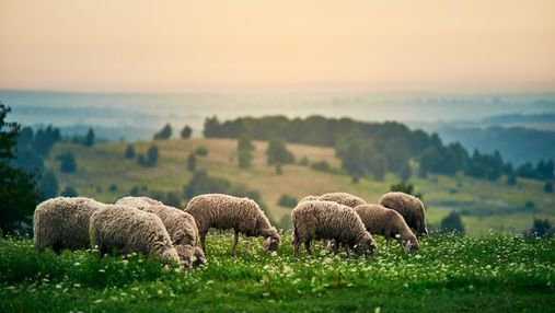 Супруги покинули бизнес в Луцке, чтобы создать овечью ферму: история вдохновляет