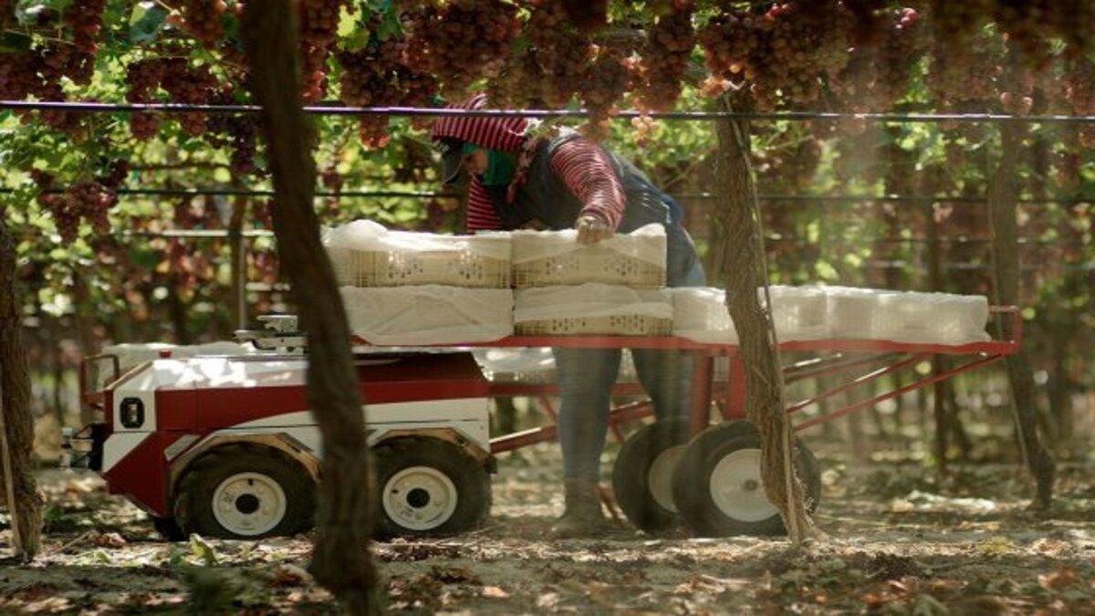 У США представили робота Carry, який збиратиме врожай У США представили робота Carry, який збиратиме врожай