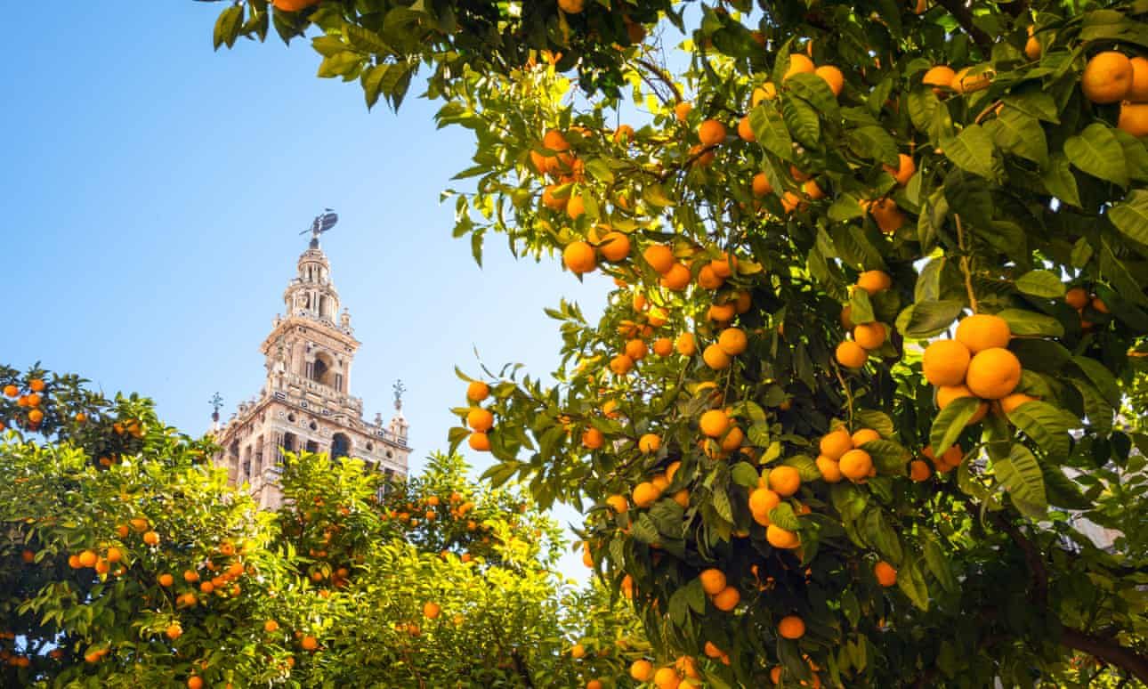 В Іспанії вироблятимуть відновлювальну енергію з апельсинів