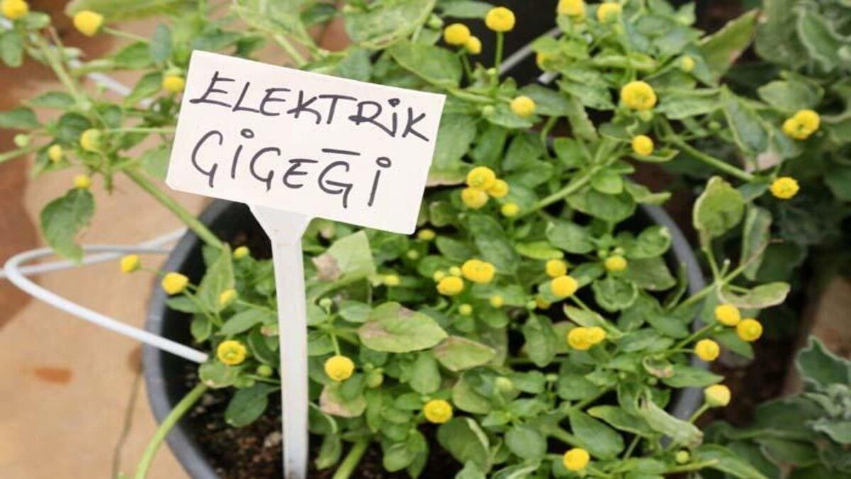 В Турции выращивают съедобные электрические цветы