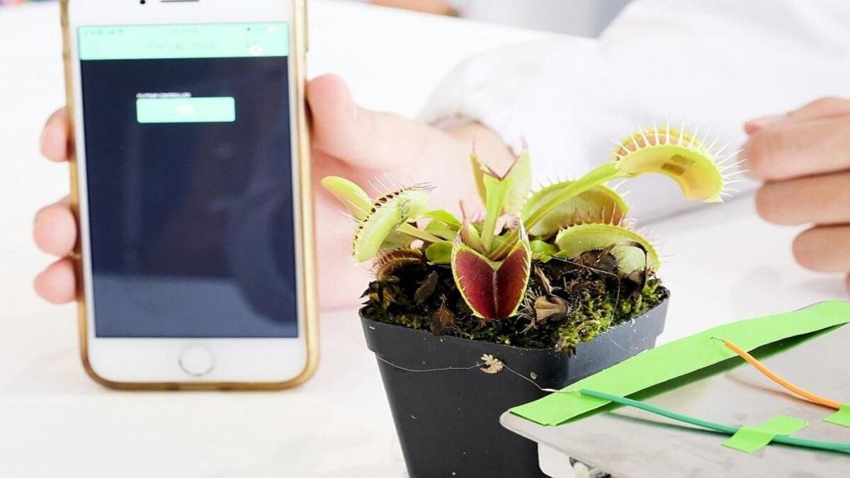 Биологи научились коммуницировать с растениями через смартфон