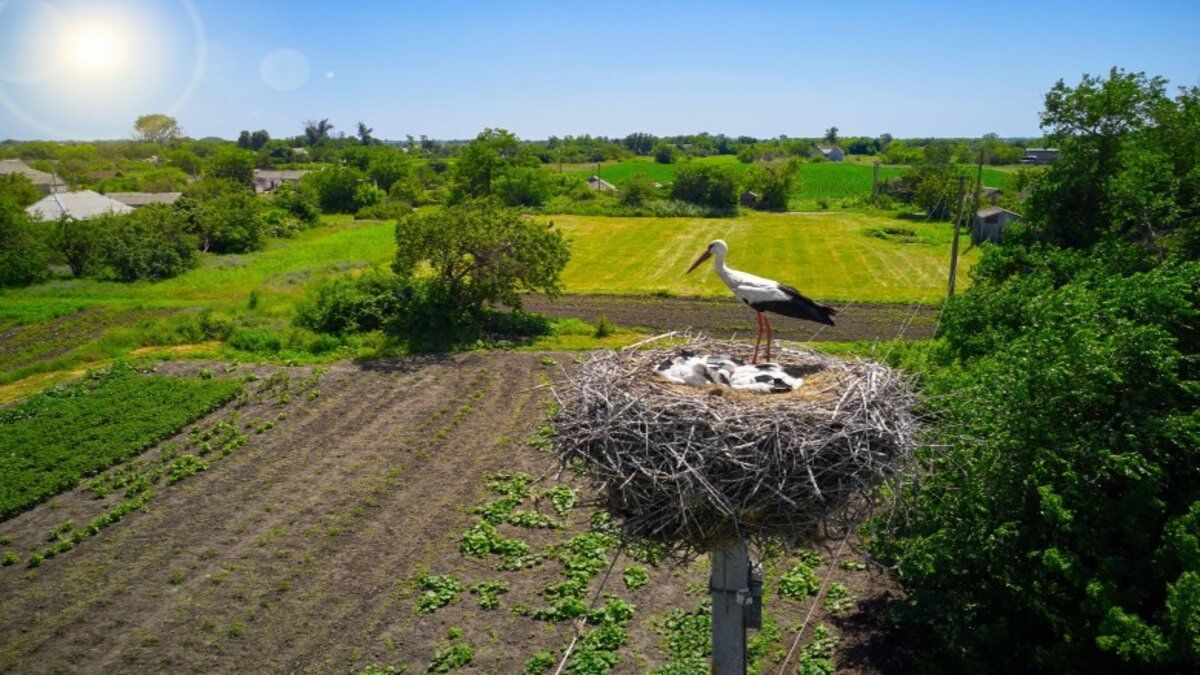ДТЭК Сети помог сохранить 1200 белых аистов в Украине за 2020 год ДТЭК Сети помог сохранить 1200 белых аистов в Украине за 2020 год