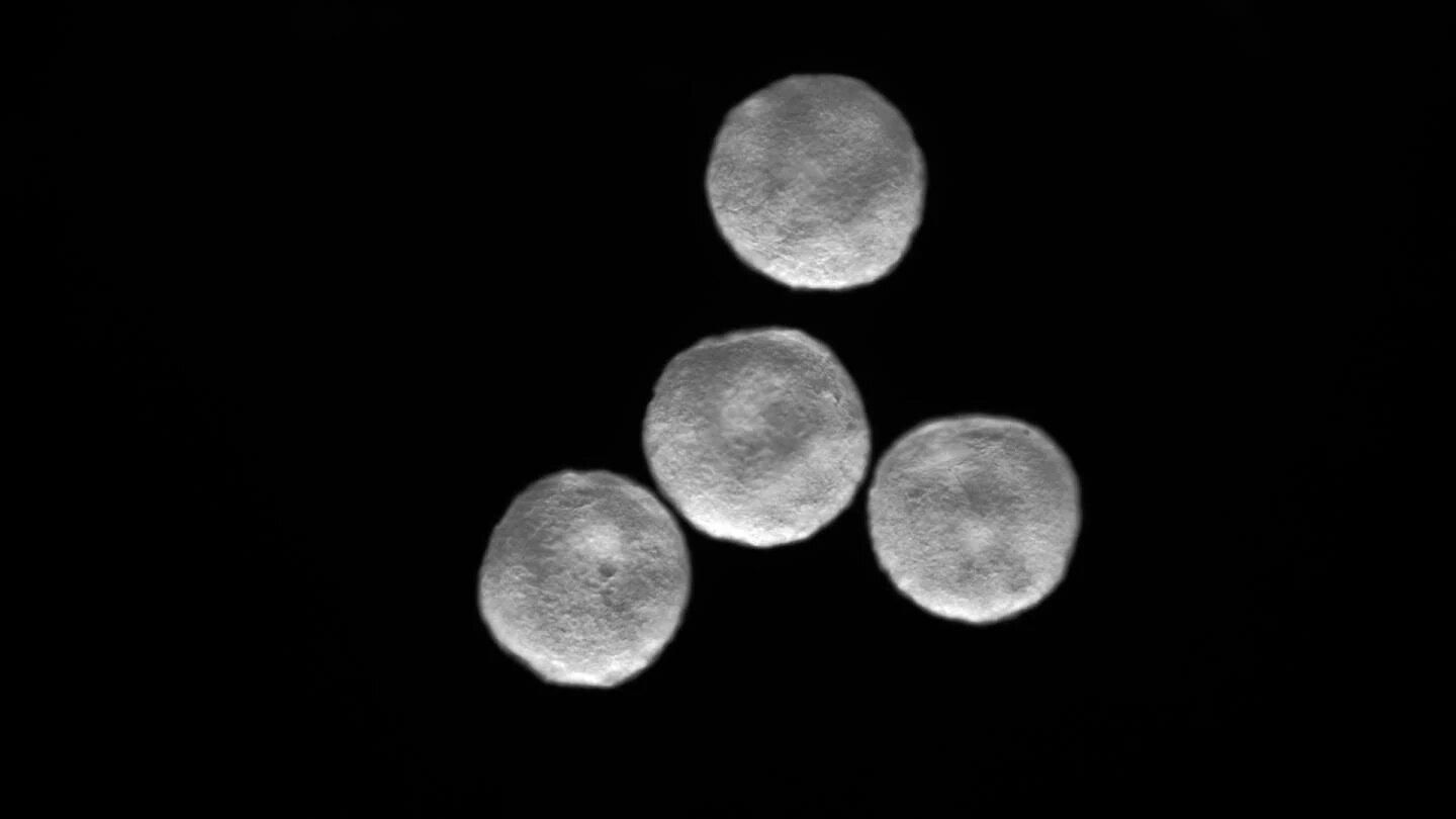 Австрийские ученые вырастили сердце из стволовых клеток: видео Австрийские ученые вырастили сердце из стволовых клеток: видео