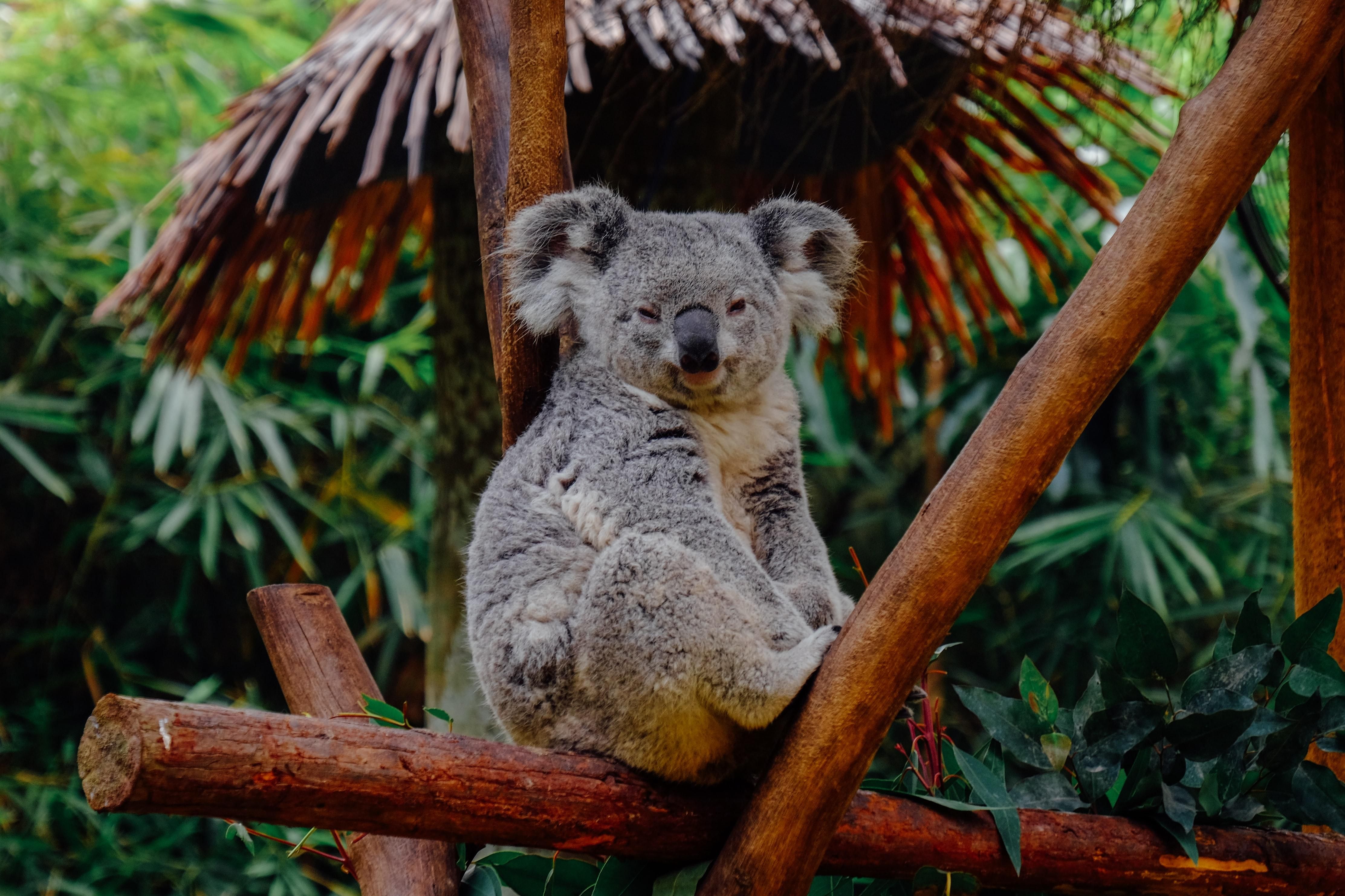 Штучний інтелект стежитиме за коалами у дикій природі