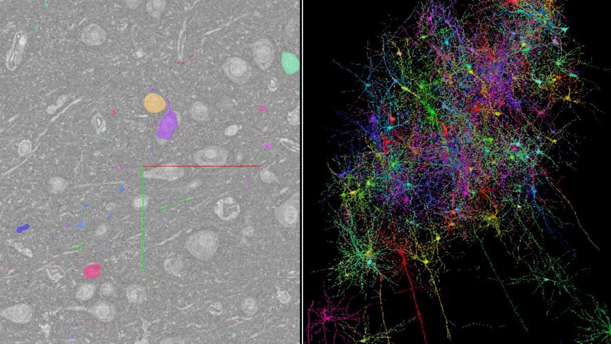 Найбільш деталізована 3D-карта частини людського мозку