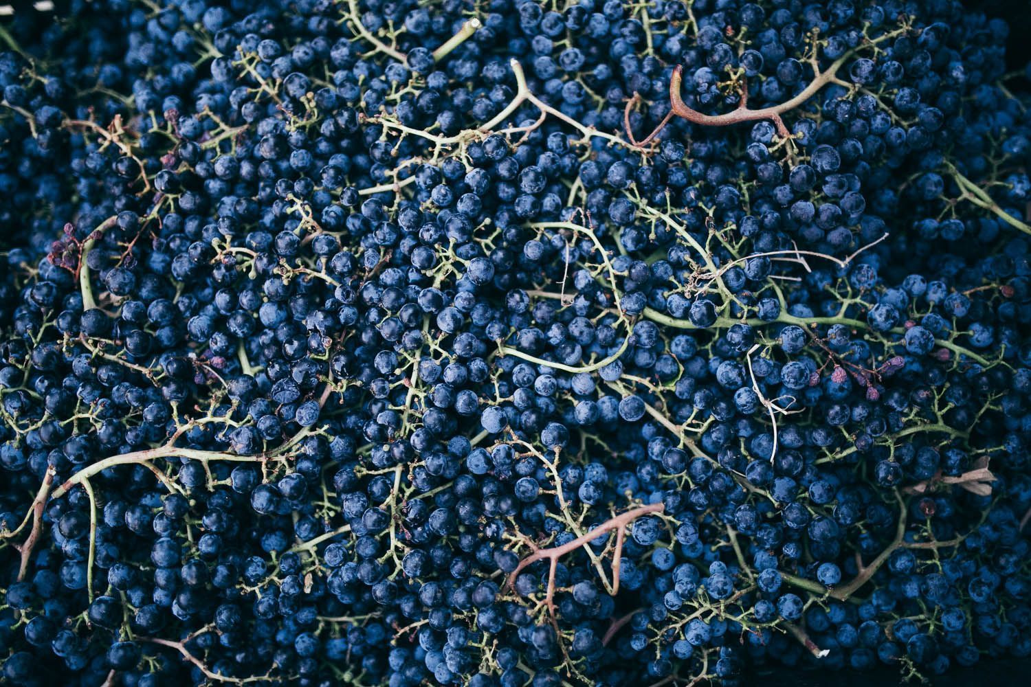 Шато Трубецкого и Курень: украинские виноделы поделились секретами Шато Трубецкого и Курень: украинские виноделы поделились секретами