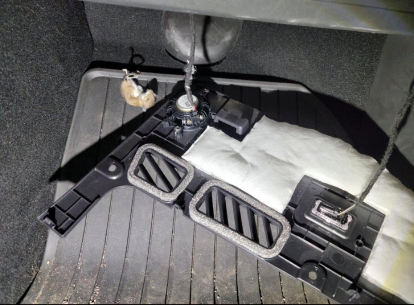 Владельцы Tesla в США в шоке: их авто грызут крысы – фото Владельцы Tesla в США в шоке: их авто грызут крысы – фото