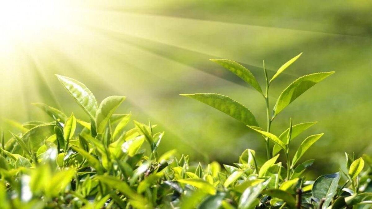 Фотосинтез рослин Фотосинтез рослин